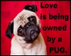 Love is ...... PUG